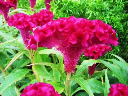 Celosia Cristata Pink 50 Seeds Edible Heirloom Cockscomb Flowering