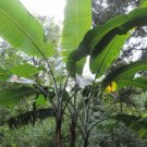 Musa Thomsonii 10 Seeds Edible Himalayan Banana Fruit Tree