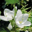 Bauhinia Racemosa 5 Seeds Rare Bidi Leaf Small Edible Tree Shrub