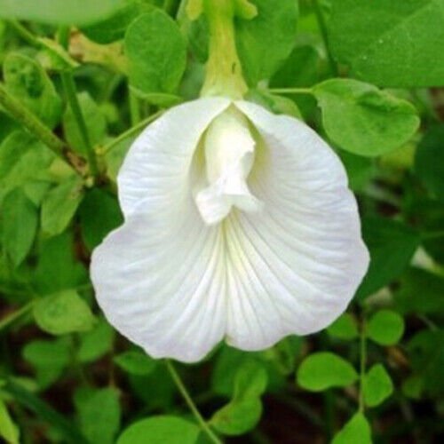 Clitoria Ternatea Alba Single White 10 Seeds Butterfly Pea Asian Pigeonwings