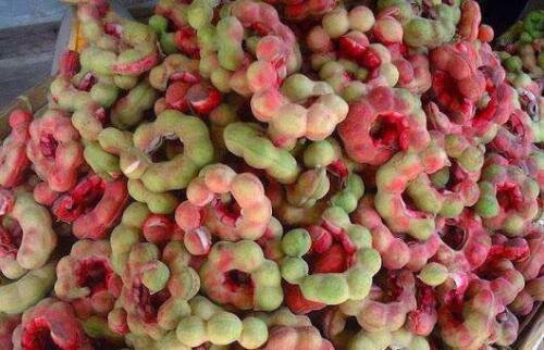 Pithecellobium Dulce Tree 15 Seeds Manila Tamarind Madras Thorn or Camachile