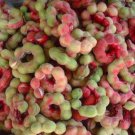 Pithecellobium Dulce Tree 15 Seeds Manila Tamarind Madras Thorn or Camachile