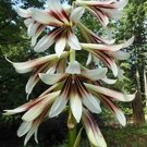 Cardiocrinum Giganteum 10 Seeds Giant Himalayan Lily Fragrant Perennial Flowers