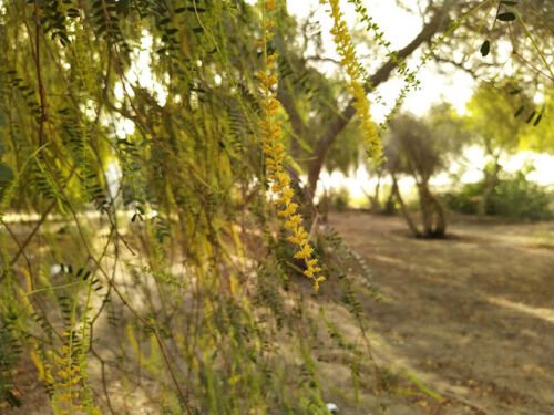 Prosopis Cineraria Tree 10 Seeds highly Valued Khejri Chhonkara and Jammi