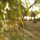 Prosopis Cineraria Tree 10 Seeds highly Valued Khejri Chhonkara and Jammi