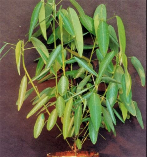 Codariocalyx Motorius 20 Seeds Telegraph Dancing Plant Desmodium gyrans