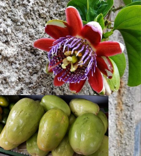 Passiflora Quadrangularis 10 Seeds Giant Granadilla Passion Fruit Vine Climber