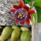 Passiflora Quadrangularis 10 Seeds Giant Granadilla Passion Fruit Vine Climber