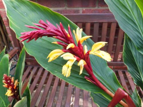 Cautleya Spicata 10 Seeds Hardy Himalayan Ginger Chinese Butterfly Ornamental
