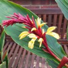 Cautleya Spicata 10 Seeds Hardy Himalayan Ginger Chinese Butterfly Ornamental