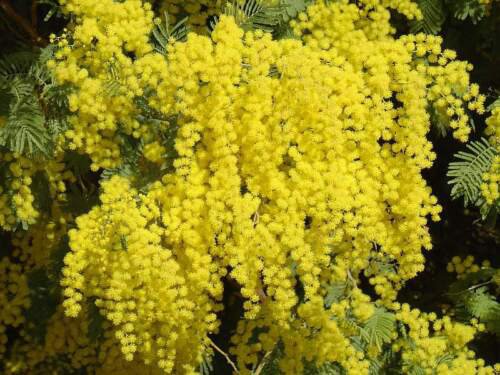Acacia Dealbata Tree Shrub 20 Seeds Silver Wattle Mimosa Fragrant Bush