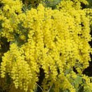Acacia Dealbata Tree Shrub 20 Seeds Silver Wattle Mimosa Fragrant Bush