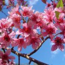 Prunus Cerasoides Puddum 20 Seeds Wild Himalayan Cherry Fruit Tree Bonsai