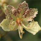 Bauhinia Semla Orchid Tree B. Retusa B. Roxburghiana 5 Seeds