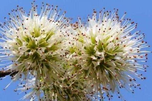 Combretum Mossambicense Fragrant Hardy Knobbly Creeper 5 Seeds Shrub Small Tree