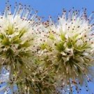 Combretum Mossambicense Fragrant Hardy Knobbly Creeper 5 Seeds Shrub Small Tree