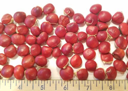 Ormosia Hosiei Tree 2 Seeds Rare Hung Tou Mu Protected Prised Chinese Timber