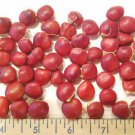 Ormosia Hosiei Tree 2 Seeds Rare Hung Tou Mu Protected Prised Chinese Timber