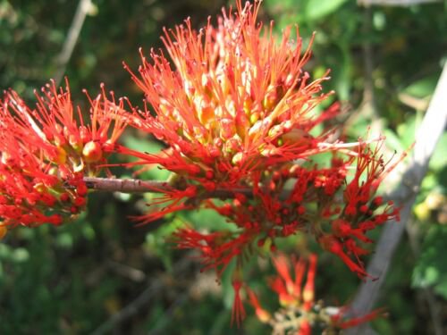 Combretum Microphyllum Shrub Tree Flame Creeper 5 Seeds Burning Bush