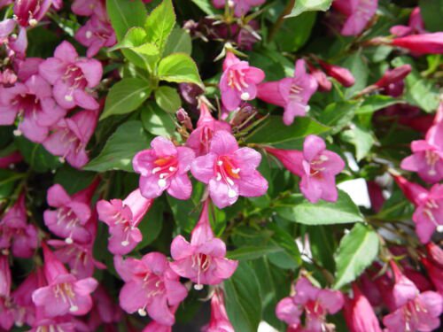 Weigela Florida Shrub Bush Seeds Hummingbirds Old Fashioned Garden Flowers