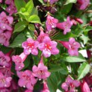 Weigela Florida Shrub Bush Seeds Hummingbirds Old Fashioned Garden Flowers