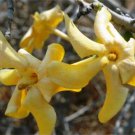 Gardenia Volkensii ssp Spathulifolia Fragrant Shrub Or Small Tree 6 Seeds