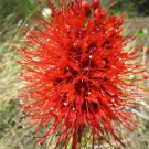Greyia Radlkoferi Natal Bottlebrush South African Shrub Or Small Tree 10 Seeds