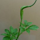 Arisaema tortuosum 5 Seeds Hardy Whipcord Jack-in-the-Pulpit Cobra Lily