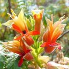 Melianthus Comosus Bush 8 Seeds Tufted Honey Flower Shrub Plants