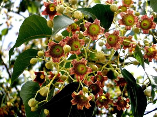 Brachychiton Populneus Kurrajong Flowering Bottle Tree 5 Seeds