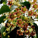 Brachychiton Populneus Kurrajong Flowering Bottle Tree 5 Seeds