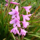 Watsonia Borbonica pink 15 Seeds Fragrant Cape Bugle Lily