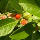 Withania Somnifera 50 Seeds Indian Ginseng Ashwagandha Herb