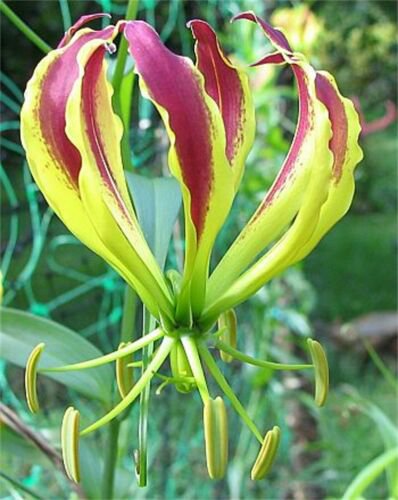 Gloriosa Carsonii Glory Vine 8 Seeds Climbing Flame Lily Perennial Flower