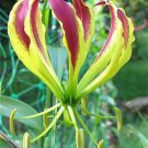 Gloriosa Carsonii Glory Vine 8 Seeds Climbing Flame Lily Perennial Flower