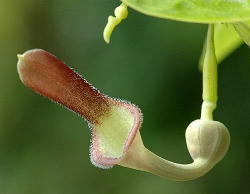 Aristolochia Tagala Vine 10 Seeds Indian Birthwort Dutchman's Pipe From