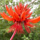 Erythrina Arborescens 6 Seeds Flowering CORAL Tropical Shrub or Tree