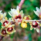 Chimonanthus Praecox Shrub 10 Seeds Fragrant Wintersweet Hardy Allspice Bush
