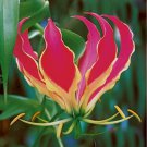 Gloriosa Rothschildiana Glory Vine 10 Seeds Climbing Flame Lily