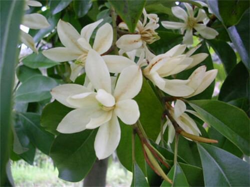 Michelia Macclurei Rare Magnolia Tree 8 Seeds Fragrant Evergreen Tree