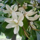 Michelia Macclurei Rare Magnolia Tree 8 Seeds Fragrant Evergreen Tree
