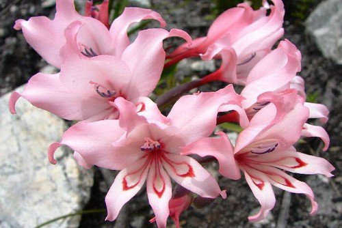 Gladiolus Carneus 8 Seeds Painted Lady Garden Or Container Plant From