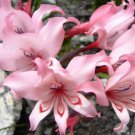 Gladiolus Carneus 8 Seeds Painted Lady Garden Or Container Plant From