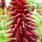 Melianthus Major Shrub 5 Seeds Exotic Fragrant Giant Honey Bush Garden Plants