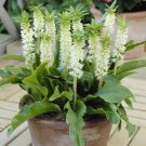 Eucomis Autumnalis 8 Seeds South African Pineapple Lily Plants