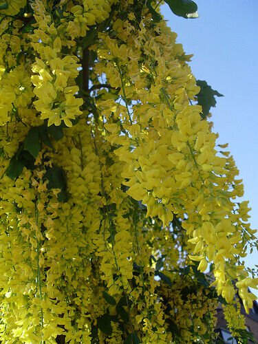 Laburnum Anagyroides Tree 20 Seeds Hardy Flowering Golden Chain Tree Hedge