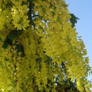Laburnum Anagyroides Tree 20 Seeds Hardy Flowering Golden Chain Tree Hedge