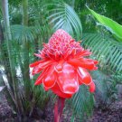 Etlingera Elatior 15 Seeds Ornamental Tropical PINK Torch Ginger Perennial
