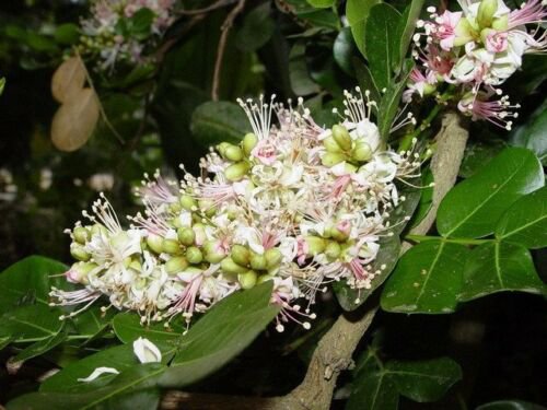 Schotia Latifolia Flowering African Tree Seeds Gorgeous Bush Boer Garden