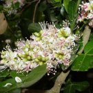 Schotia Latifolia Flowering African Tree Seeds Gorgeous Bush Boer Garden